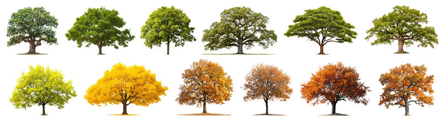 Wall Mural - autumn oak tree png cut out element set