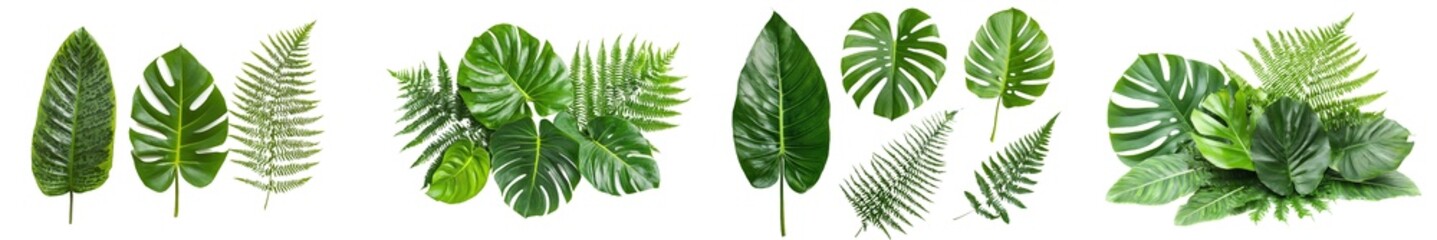 Poster - An isolated set of tropical green leaves on a white background.