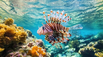 A lionfish with its fins fully extended, swimming near a coral reef in crystal-clear waters, capturing the fish's vivid colors and unique shape against a marine backdrop