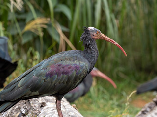 Wall Mural - Waldrapp