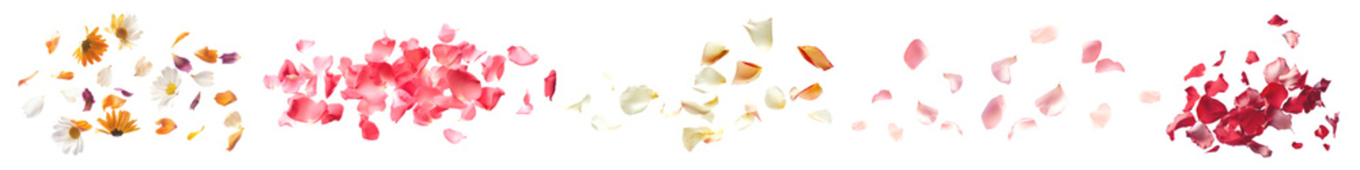 Canvas Print - PNG falling flower petals set