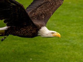 Canvas Print - Adler