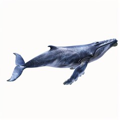 Sticker - Majestic Blue Whale in a Blank Canvas on transparent background 