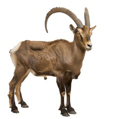 Poster - ibex goat isolated on transparent background,