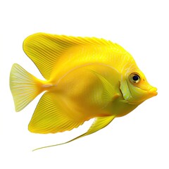 Wall Mural - Isolated Yellow Tang Fish on Transparent 