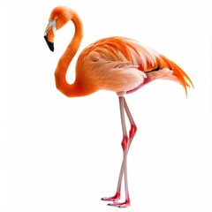 Wall Mural - Flamingo standing on Transparent Background 