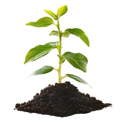 Poster - Growing plant png seed growing transparent background plant seedling png plant 