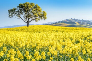 Solitary tree in vibrant yellow rapeseed field blue sky