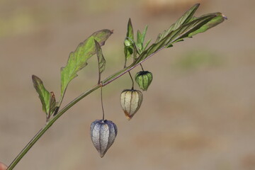 wild ground cherry (Physalis) in summer