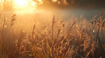 Poster - Golden Hour in a Field of Grass