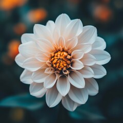 Aufkleber - These prompts should work well for creating visually stunning stock photos of beautiful flowers, with the specified aspect ratio