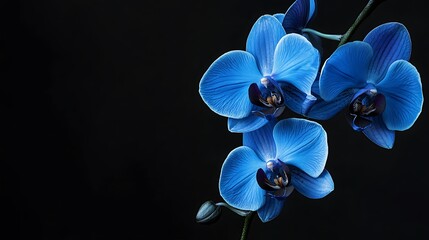 Poster - Blue Orchid on Black Background