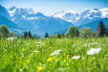 Canvas Print - Green spring plane grass landscape grassland.