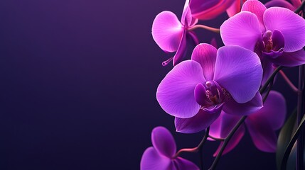 Poster - Purple Orchid Blossom on a Dark Background