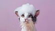 © Fay Melronna  - A playful cat with a bubble foam cap on its head, showcasing a cute expression against a soft pink background.