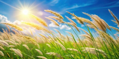 Grass gently swaying in the wind on a sunny day, nature, green, outdoors, peaceful, tranquil, environment, meadow, field, breeze