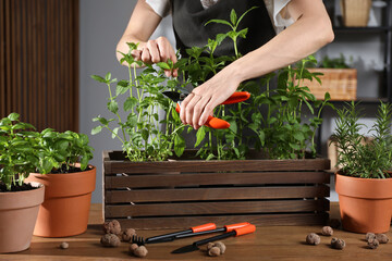 Wall Mural - Woman pruning potted herbs with secateurs at wooden table, closeup