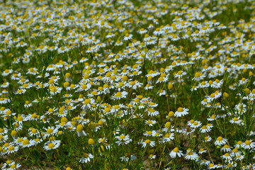 Matricaria flowering plant. Matricaria chamomilla (Matricaria recutita), commonly known as chamomile (also spelled camomile), German chamomile, Hungarian chamomile). Matricaria meadow