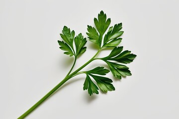 Isolated Green Parsley Sprig on Vibrant White Background