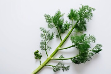 Isolated Fennel Frond on Crisp White Background