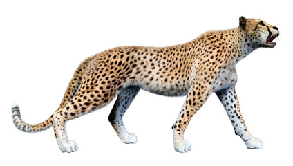 Wall Mural - 3D Rendering Big Cat Cheetah on White