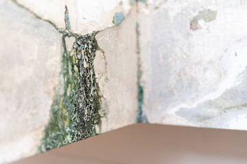 Close-up of a damp wall corner with visible mold and water damage, highlighting the effects of moisture in indoor environments.