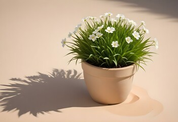 Wall Mural - A small potted plant with fresh green grass and white flowers on a light brown background