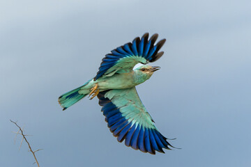 Canvas Print - European Roller (Coracias garrulus) flying away from the top of a bush in Kruger National Park in South Africa