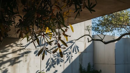 Leaves shadow and tree branch abstract background.  Natural leaves tree branch dark shadow and light from sunlight dappled on white concrete wall texture for background wallpaper and any desig