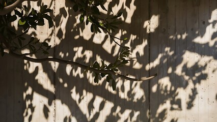 Leaves shadow and tree branch abstract background.  Natural leaves tree branch dark shadow and light from sunlight dappled on white concrete wall texture for background wallpaper and any desig