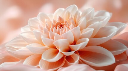 Poster - Close-up of a Delicate Peach Dahlia Blossom