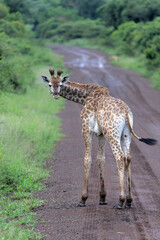 Poster - Giraffe in the green season in Zuka Private Game Reserve in Kwa Zulu Natal close to Mkuze in South Africa     