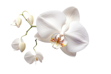 Elegant white orchid with intricate textures and subtle shadows, isolated on white background