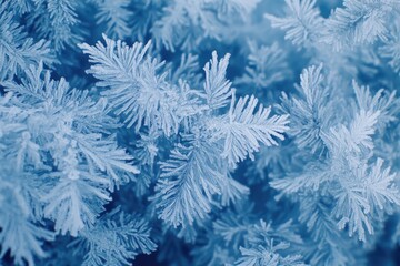 abstract natural background from frozen plant covered with hoarfrost or rime