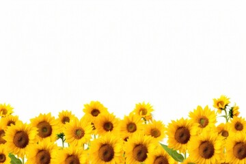 Poster - Sunflower field backgrounds nature plant.