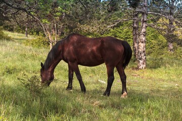 Grazing horse on pasture