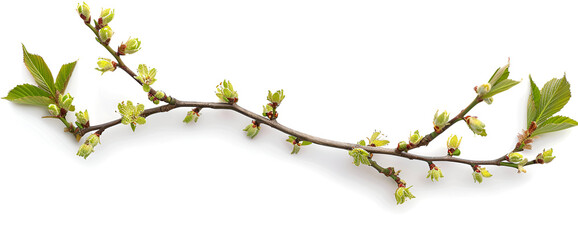 Sticker - Fragment of a branch of a lilac bush with green young leaves on a white background