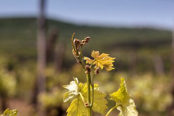 Young grape leaves in spring time