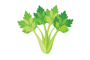 Celery Sprouts vector illustration isolated in white background