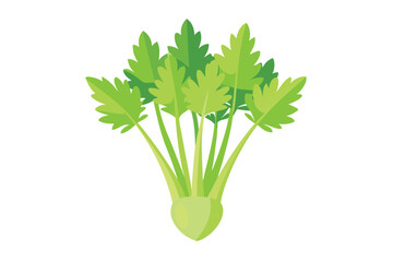 Celery Sprouts vector illustration isolated in white background