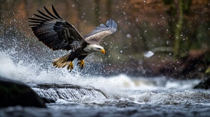 Wall Mural - Bald Eagle in Flight over a Waterfall