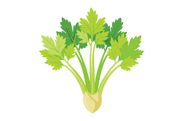 Celery Sprouts vector illustration isolated in white background