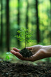 © Fabio - Reforestation projects to offset CO2 emissions