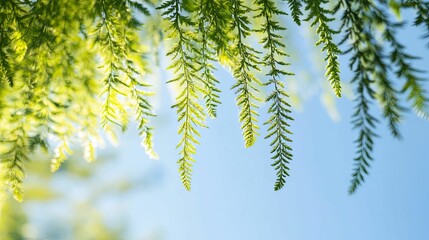 Wall Mural - Green Branches Hanging Against a Blue Sky