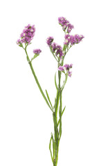 Wall Mural - Pink limonium flower on white background. Wild plant