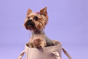 Cute Yorkshire Terrier dog in bag on violet background