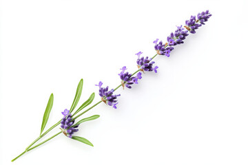 Wall Mural - Ultra-Realistic UHD Photo of a Lavender Flower on White Background