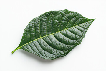 Wall Mural - Ultra-Realistic UHD Photo of a Poinsettia Leaf on White Background