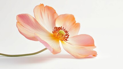 Wall Mural - A Single Pale Pink Flower with Delicate Petals and a Yellow Center