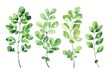 © Yevhen - Green Herbal Leaf. Watercolor Illustration of Fresh Moringa Leaves on White Background